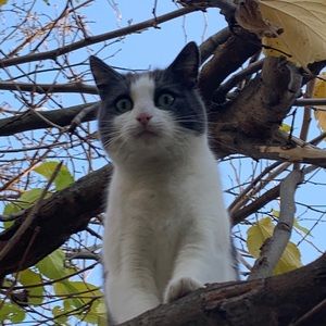 Meet your Posher, Ginger